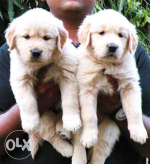 Beautifull BEAGLE puppies for sell in delhi
