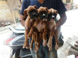 Best Quality Guard Dog Boxer New Born Pups Sell in Testify