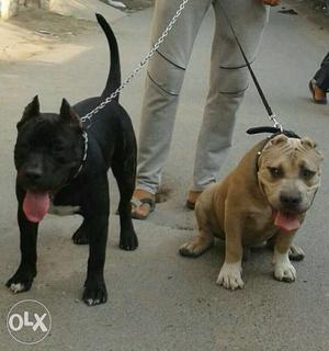 Black And Brown Short Coated Dogs
