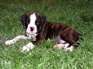 Boxer Pure Breed New Born Pups Sell Call Testify Kennel