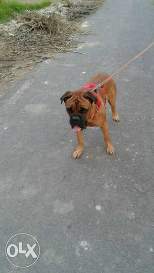Bullmastiff dog male for sale 2.5 year old and