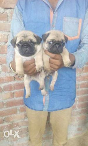Can't Stop for Pug Puppies come get In contact
