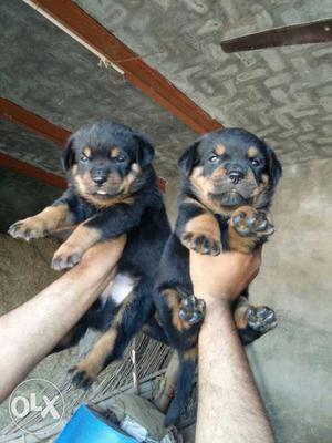 Chuti k din ki offer full pure rottweiler pupp all breed