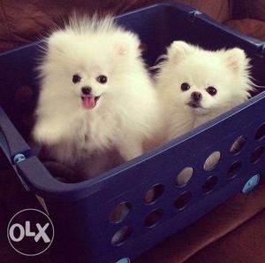 Cute toy type Pomerian puppies for sell Very active