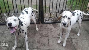 Dalmatian dogs pair one and half year old both