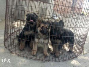 Do lafaj k attached breed gsd pupp all breed pupp available