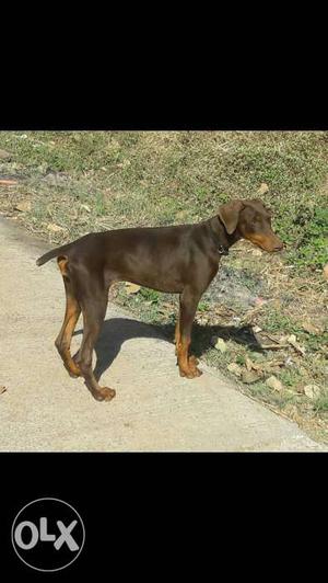 Doberman female 8months old all vaccination done