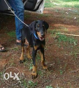 Doberman male pup age 3 months for sale in patna.