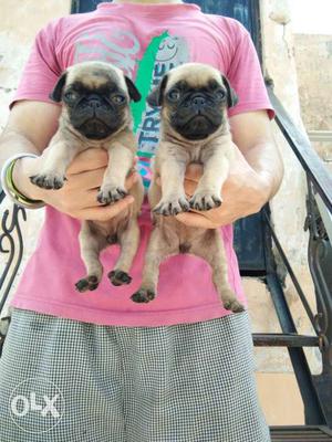 Duper Super Heavy Wrinkle pug puppies for Show