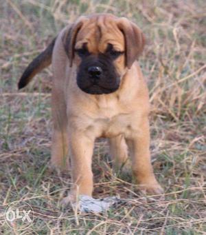 English mastiff puppies super male sell in MONI KENNEL