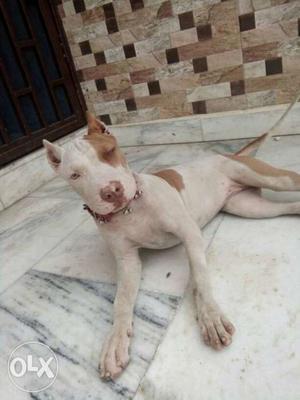 Exchange from american pitbul female from labra