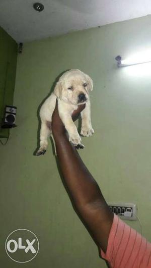 Extraordinary Labrador retriever puppies