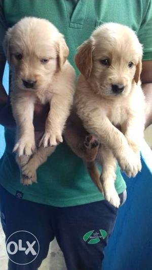Extrodinary Golden Retrieve original picture Puppies For