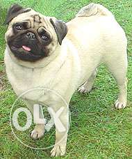 Fawn Pug In Meenad for matting