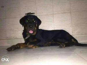 Female Rottweiler puppy 6 months old available