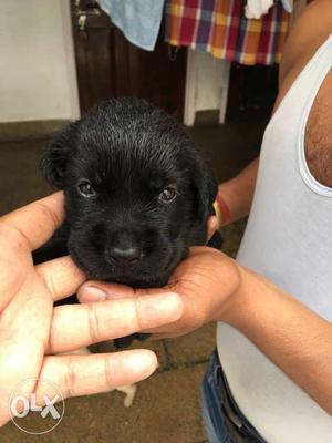Female pure black lab puppy