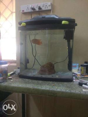 Fish tank with Oscar fish