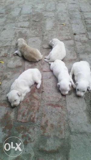 Five White And Brown Short Coat Puppies