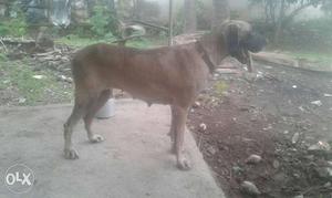 Friendly dane female for sale or exchange.. in