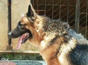 GSD for sell.female 5 year olds.good look.argent