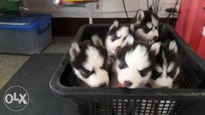 Garry KENNEL Five White-and-black Siberian Husky Puppies