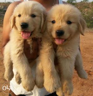 Garry KENNEL best quality goldan retriever puppies available