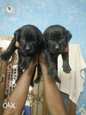 Good quality Labrador pups for sale. MALE - 4