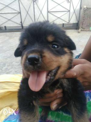Good quality Rottwieler pups for sale..