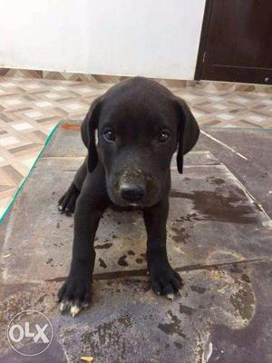 Great Dane Puppy (Female) for sale at Malviya Nagar