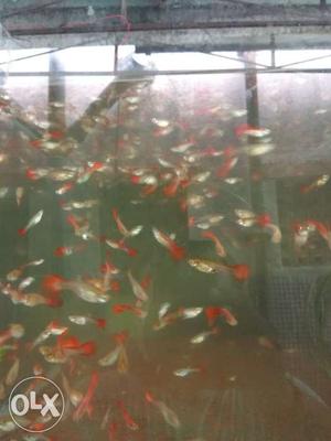 Guppies and bettas at very low price 100 per pair