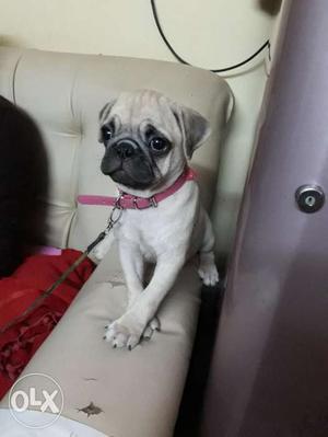 Hi,it is pug puppy 2 months puppy looks so quty