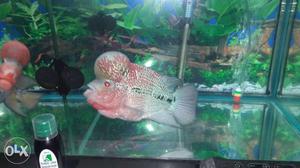 I want to sell my magma Flowerhorn.. see the
