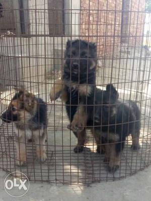 Idh mubharka dogs german shepherd pupp all breed pupp for