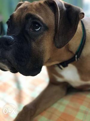 I'm selling my six month old boxer, though he is