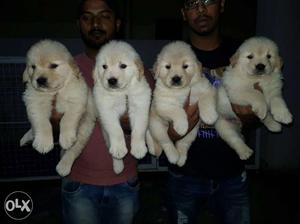 Import Blood Lines Golden Retriever Male And