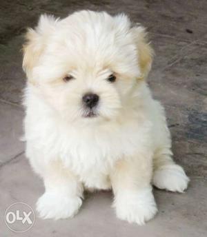 KCI Reg White Lhasa Puppys available