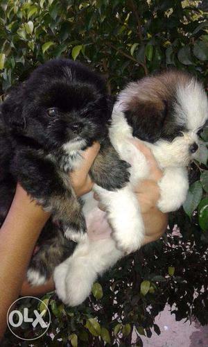 ==KING KENNEL= SHIH TZU All Champion Breed Puppies And