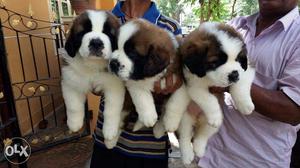 KING KENNEL== gorgeous high quality st.bernard pup available