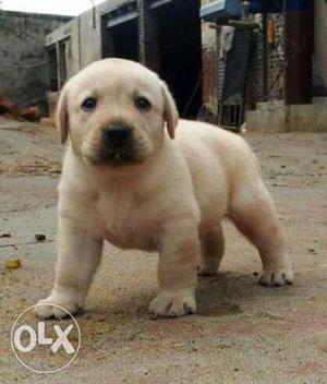 LABRADOR PUP'S available for Pet lover's.