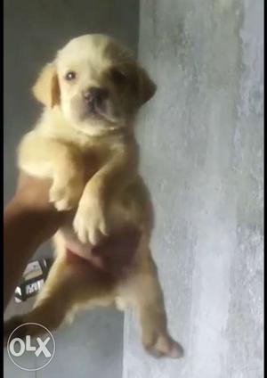 Labrador beautiful puppy's with healthy bone at loving