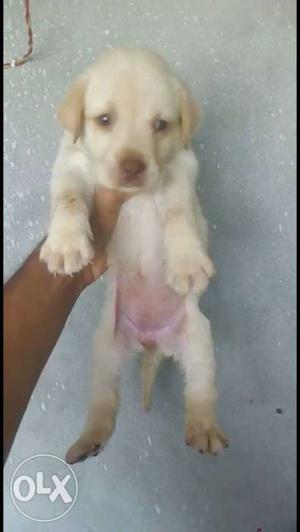 Labrador puppies available at very reasonable