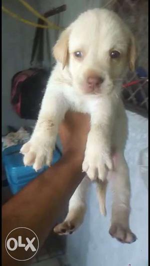 Labrador puppies good n pure breed quality