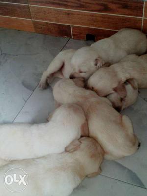 Labrador retrievers puppies for sales