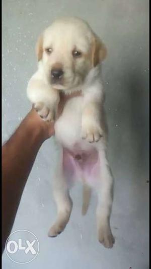 Labrador sweet lovely charming babies available