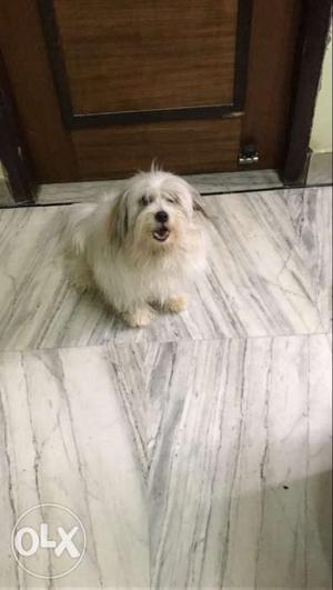 Lahsa Apso male one year old all Vaccinations done