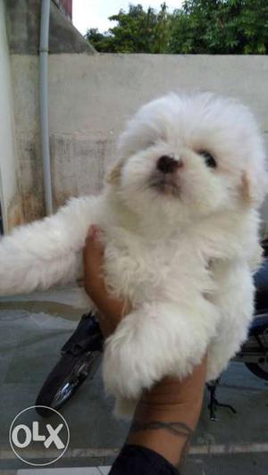Lasa apso puppy female available with first