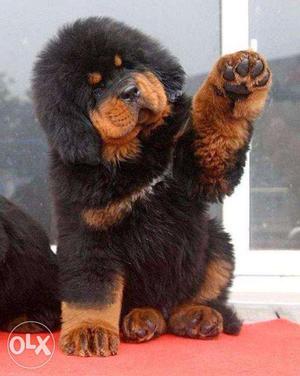Line best health gud Tibtan mastiff puppy sell for