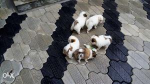 Litter Of White-and-brown Puppies