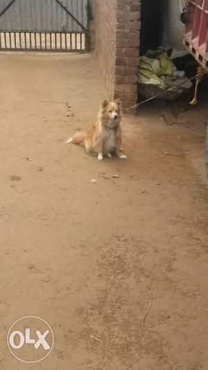 Long Coat Brown Dog