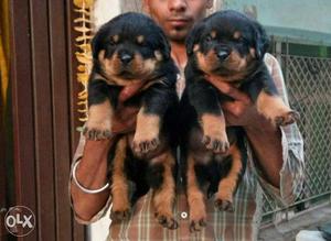 Monsoon time Rotwiller Heavy Quality pups with Great